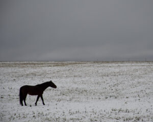 Black Horse Winter 8x10 Print