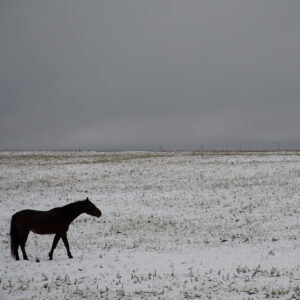 Black Horse Winter 8x10 Print