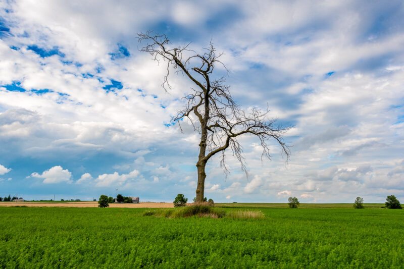 tree in field landscape photograph