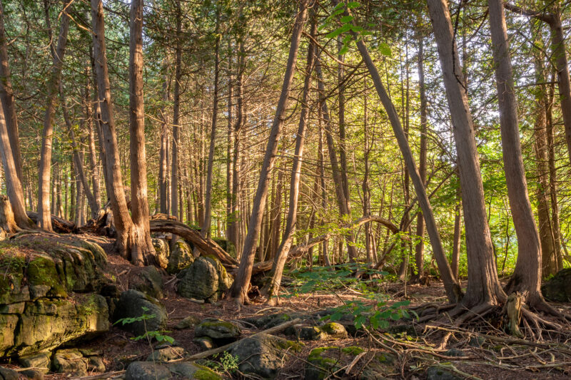 inglis falls waterfall owen sound
