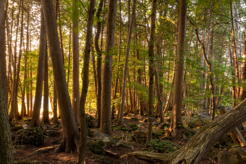inglis falls waterfall owen sound