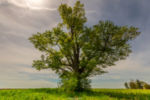 large tree in a rural ontario field