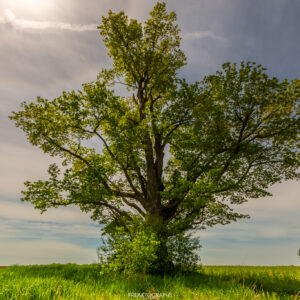 large tree in a rural ontario field