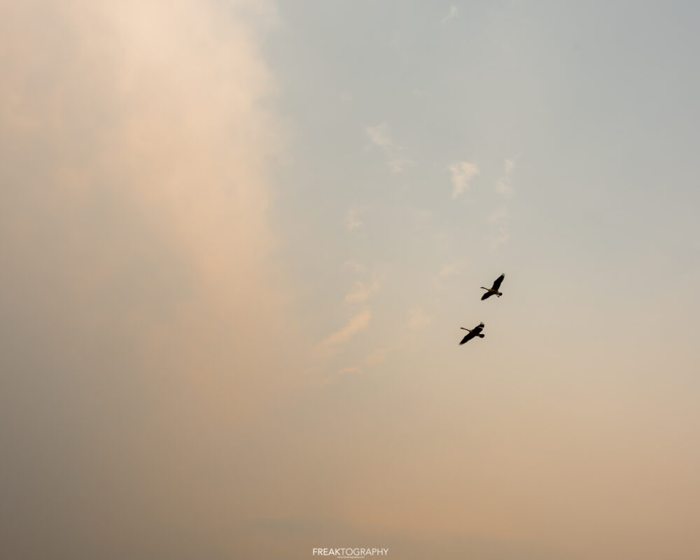 Canada Geese in Saskatchewan Haze