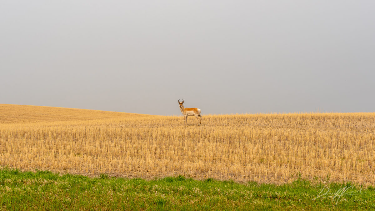 pronghorn antelope saskatchewan