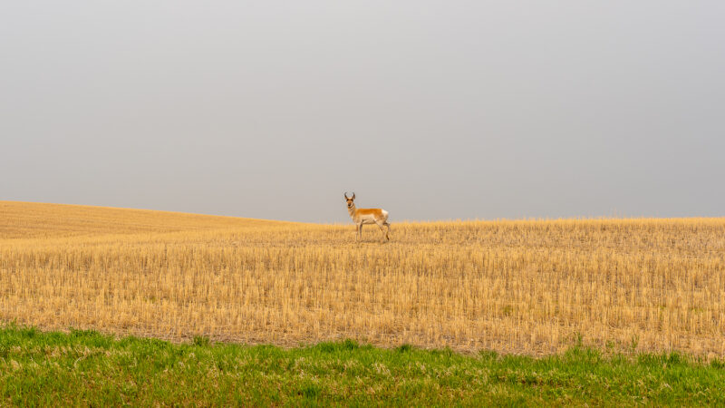 pronghorn antelope saskatchewan