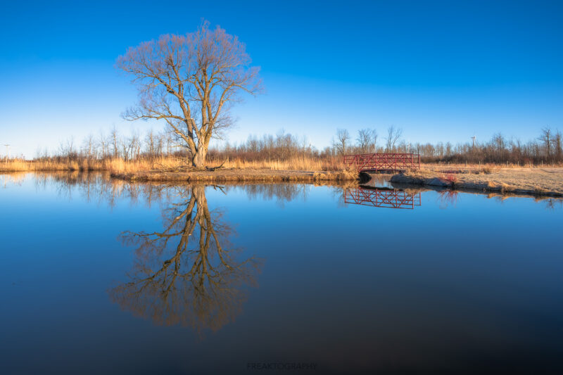 ontario pond tree reflection 2024