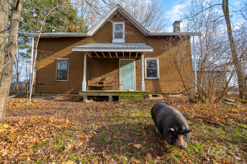 Abandoned Time Capsule House With a Pet Pig