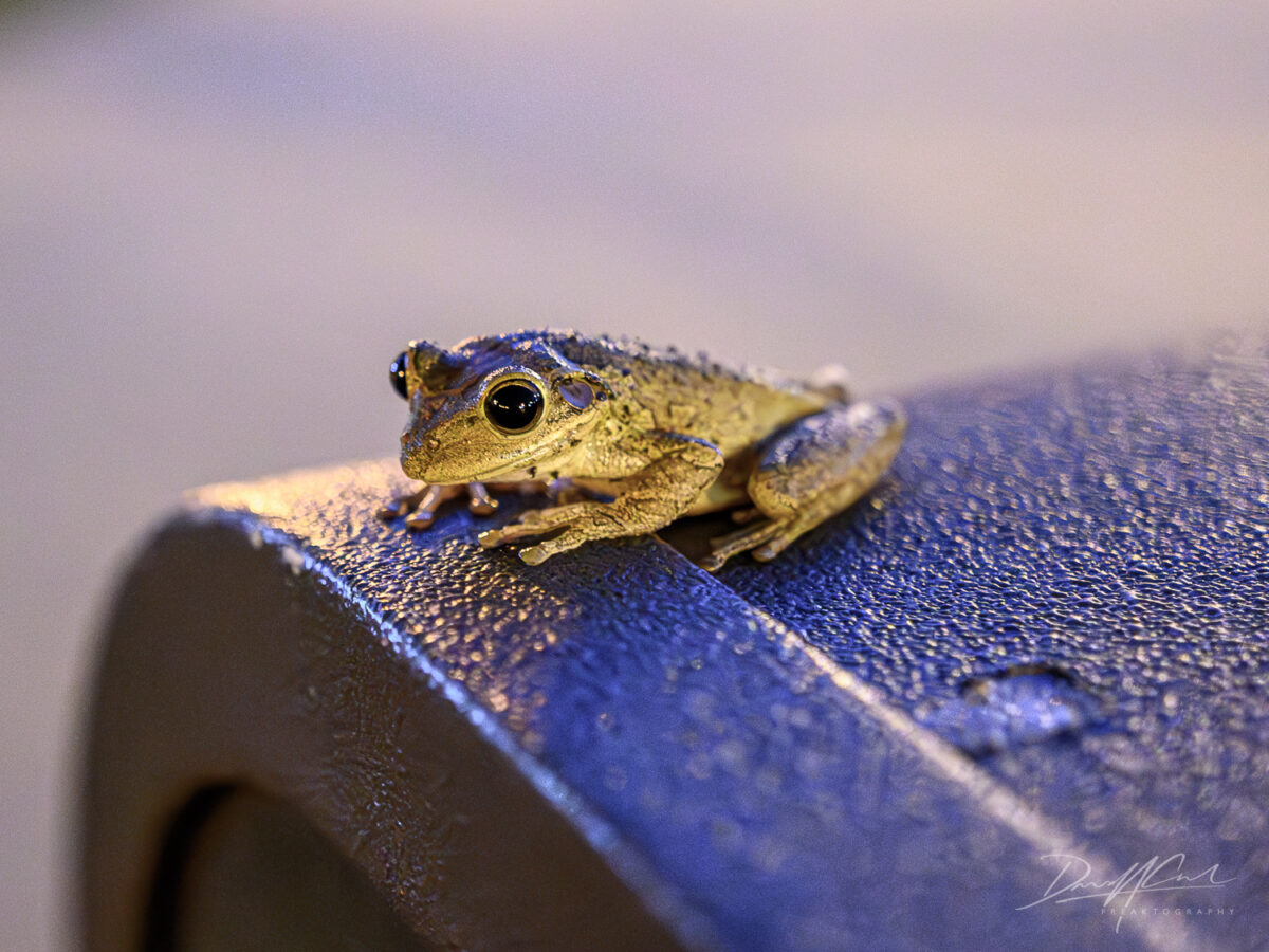 florida wildlife photography 2025