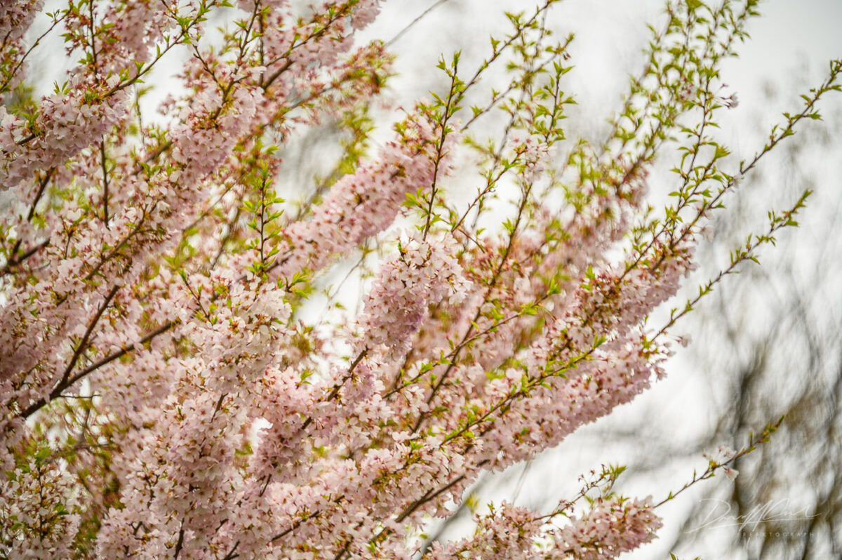 Magnolias and Cherry Blossoms in Full Bloom – Royal Botanical Gardens 2025