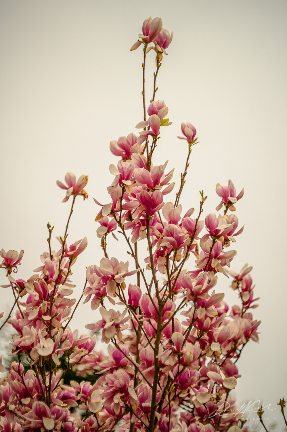 Magnolias and Cherry Blossoms in Full Bloom – Royal Botanical Gardens 2025