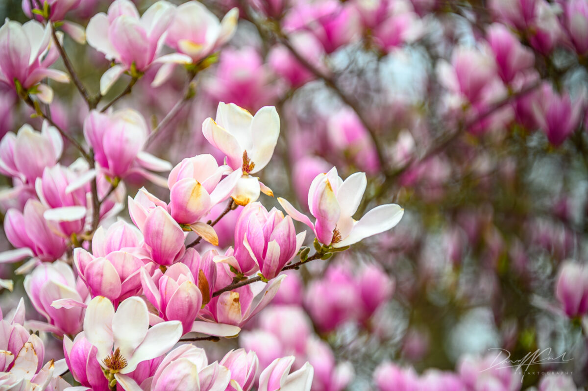 Magnolias and Cherry Blossoms in Full Bloom – Royal Botanical Gardens 2025