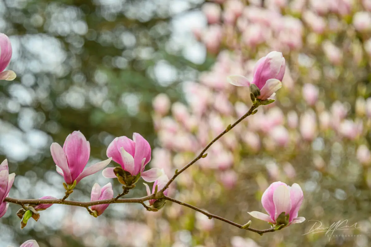 Magnolias and Cherry Blossoms in Full Bloom – Royal Botanical Gardens 2025