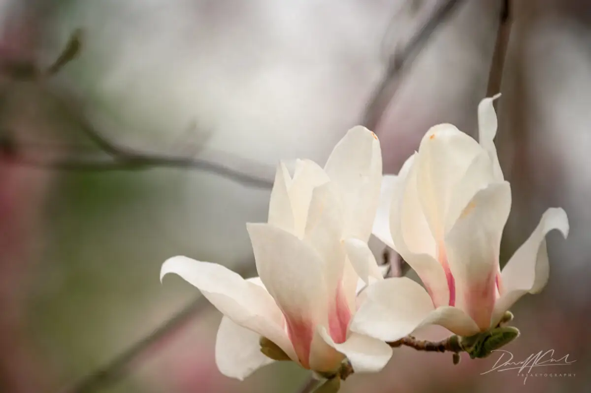 Magnolias and Cherry Blossoms in Full Bloom – Royal Botanical Gardens 2025