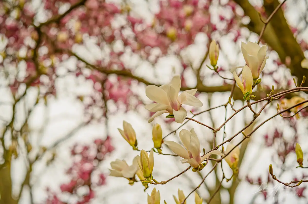 Magnolias and Cherry Blossoms in Full Bloom – Royal Botanical Gardens 2025