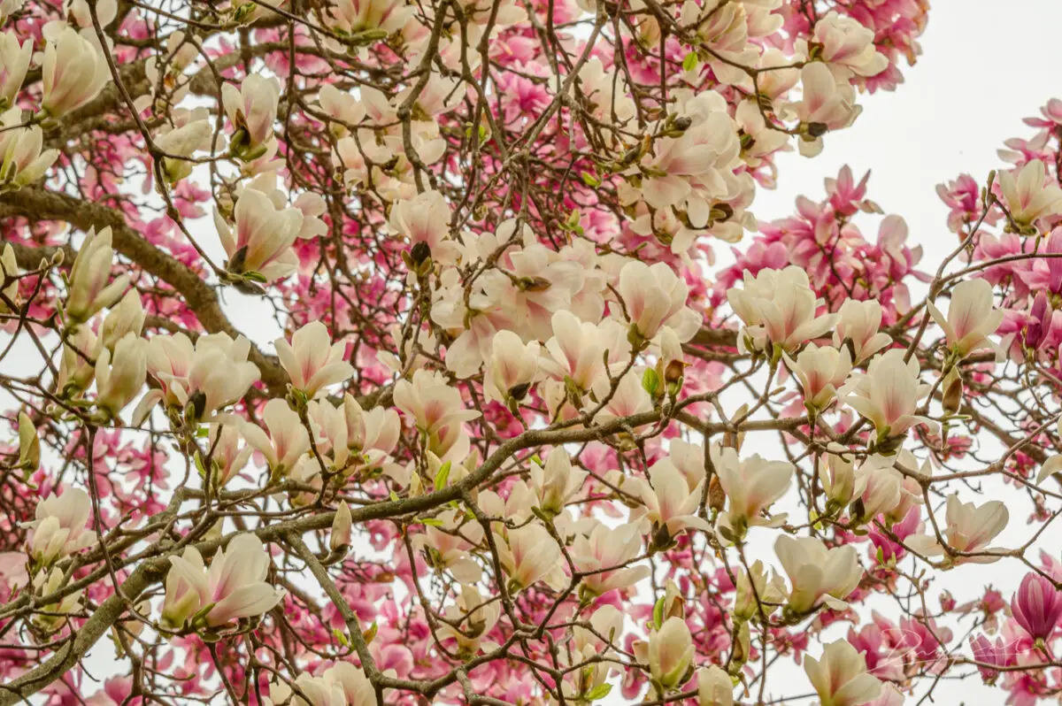 Magnolias and Cherry Blossoms in Full Bloom – Royal Botanical Gardens 2025