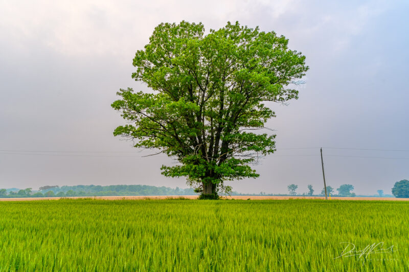 Pelee Island 2025 Photography