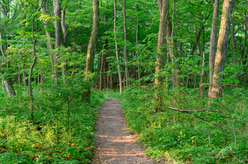 Pelee Island 2025 Photography