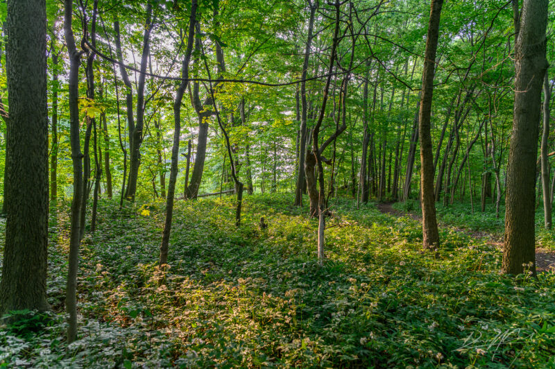 Pelee Island 2025 Photography