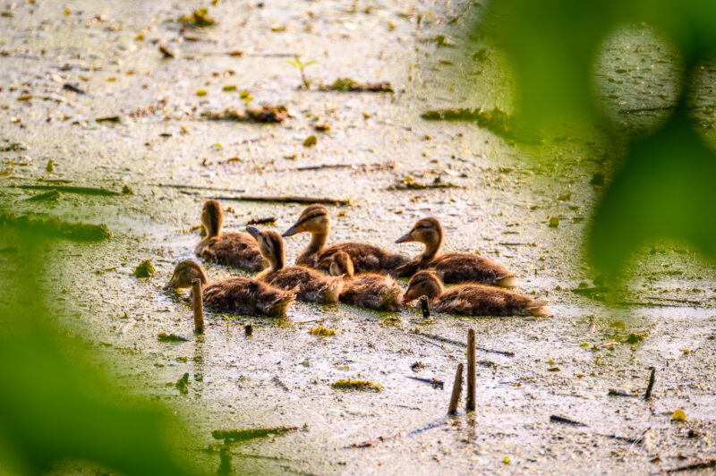Pelee Island 2025 Photography