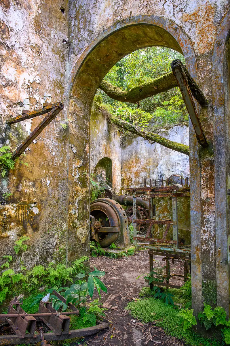 Power Plant Hidden Deep in the Forest