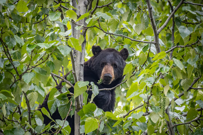 Black Bear in the Forest