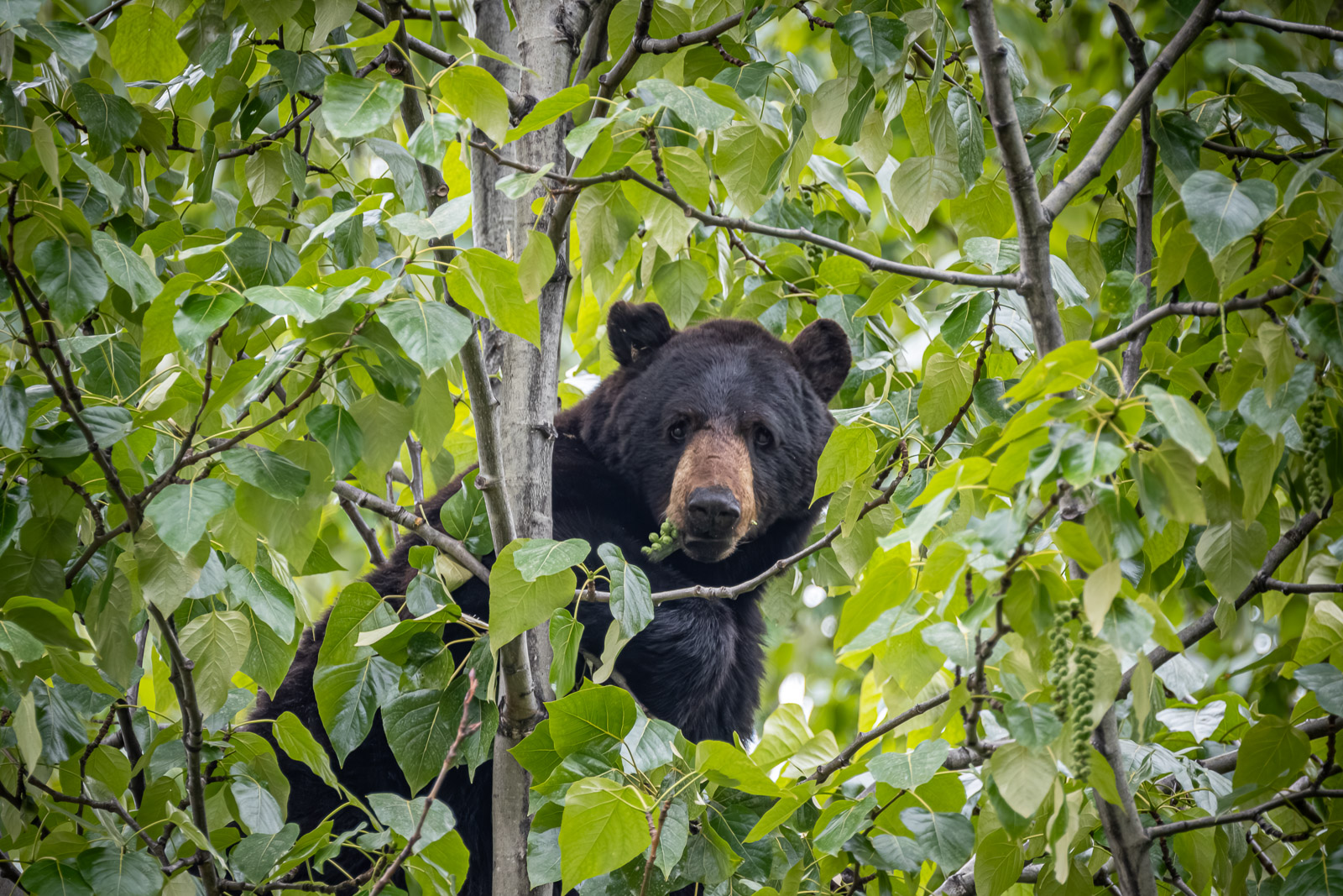 Black Bear in the Forest