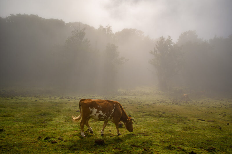 Fanal Forest Madeira Fog and Trees