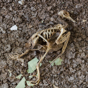 Bird Skeleton